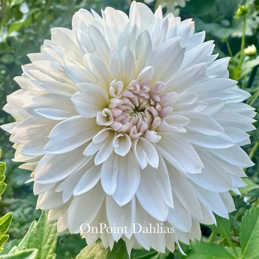 OnPoint Marshmallow Nose (Limit 1)