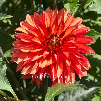 River's Nemesis (Limit 1)