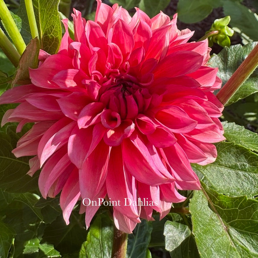 RM Pink Sugar