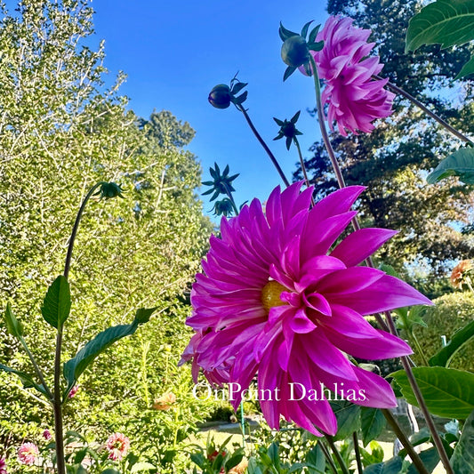 Bloomquist Frill
