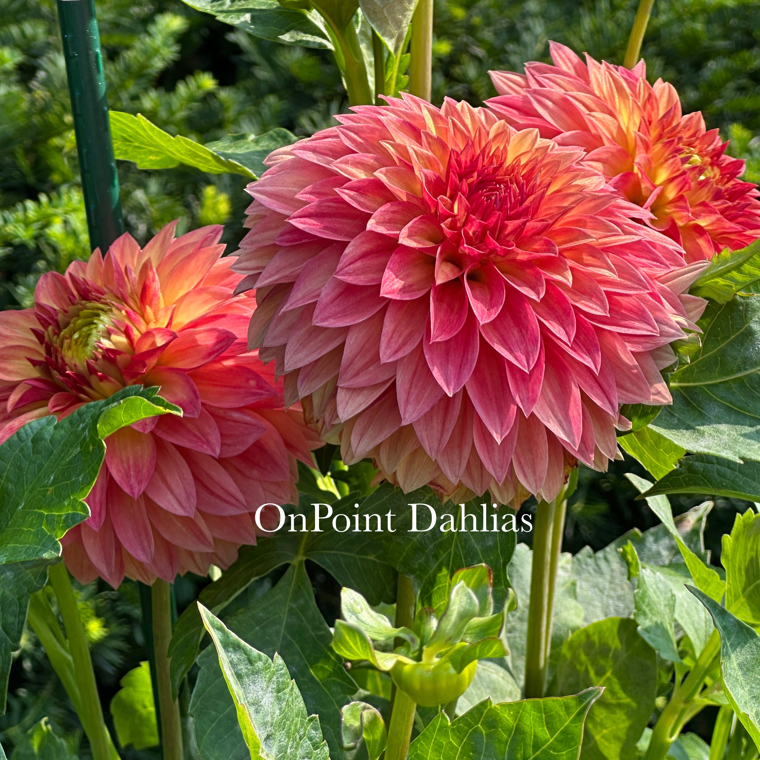 Verrone's Sandra J – OnPoint Dahlias