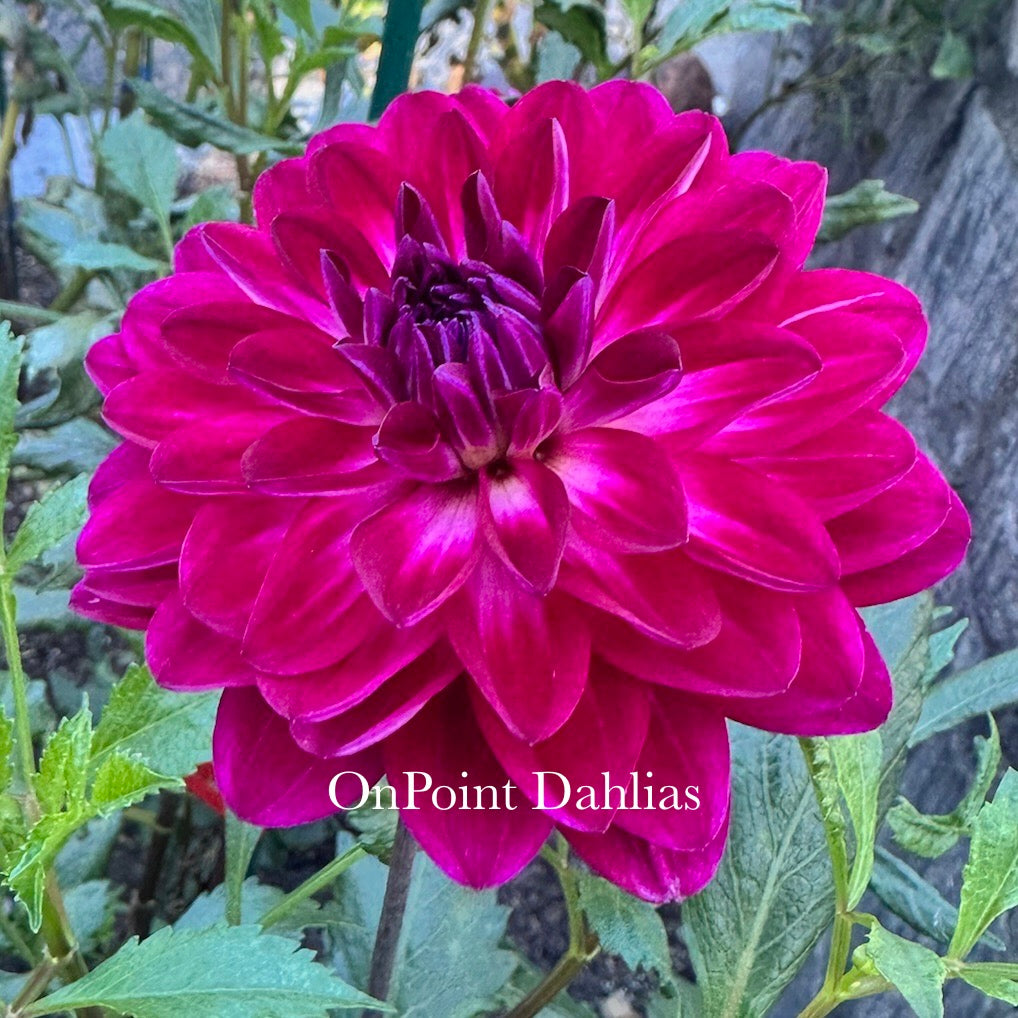 Sandia Bertha (Limit 1)