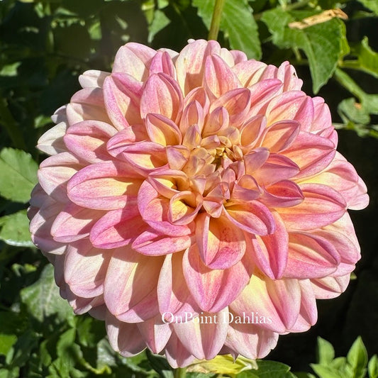 Floralie Harmony