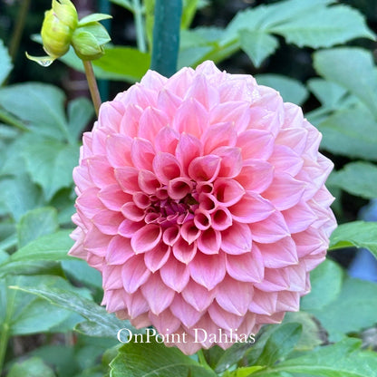 Levi's Blue Smoke (Limit 1)