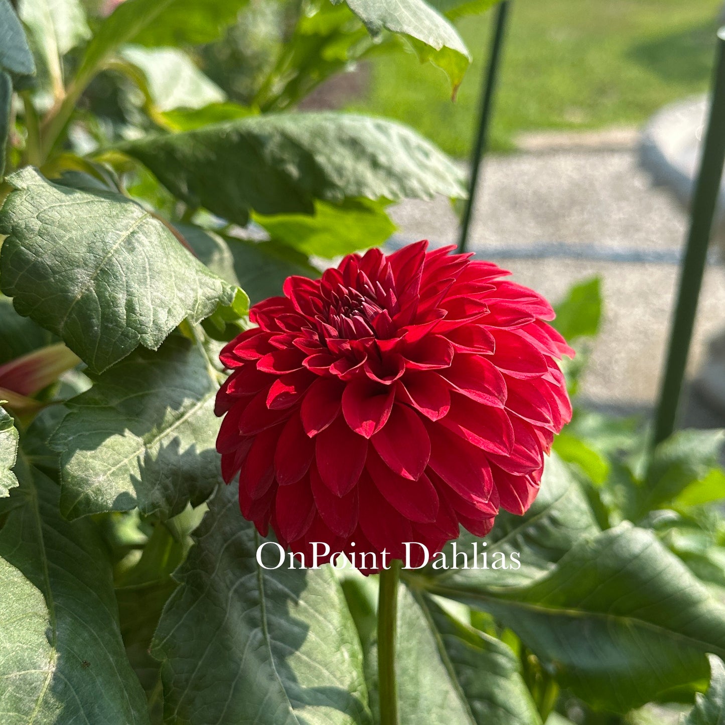 River's Cherry Bomb (Limit 1)