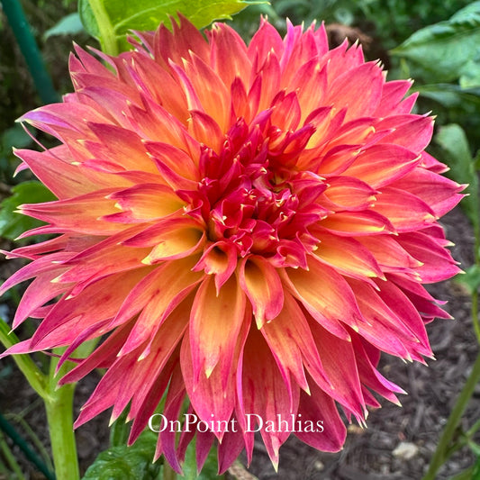 River's Bombaros (Limit 1)