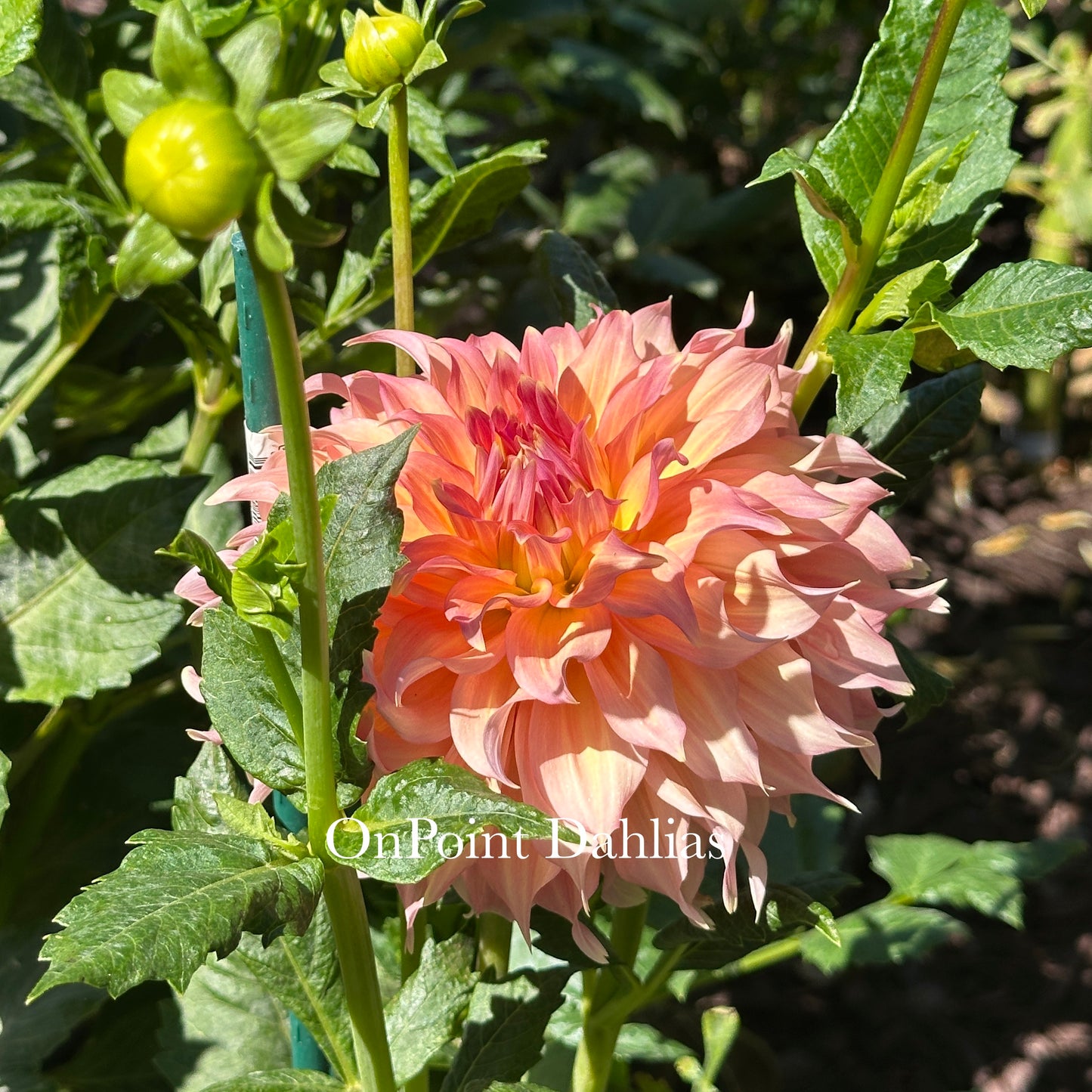 Summer Rain (Limit 1)