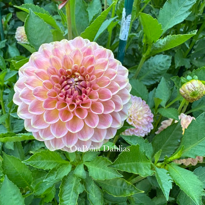 20th Ave Softer Peach