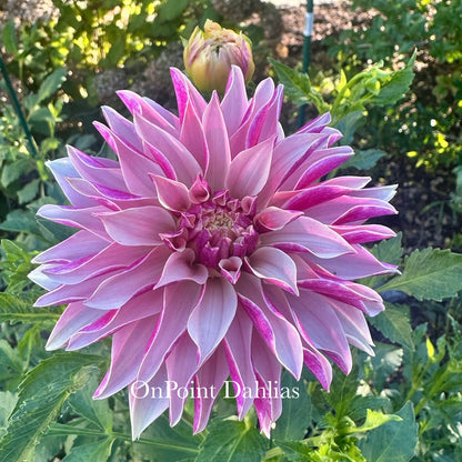 River's Artichoke (Limit 1)