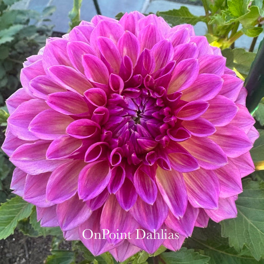 RM Berry Kiss (Limit 1)