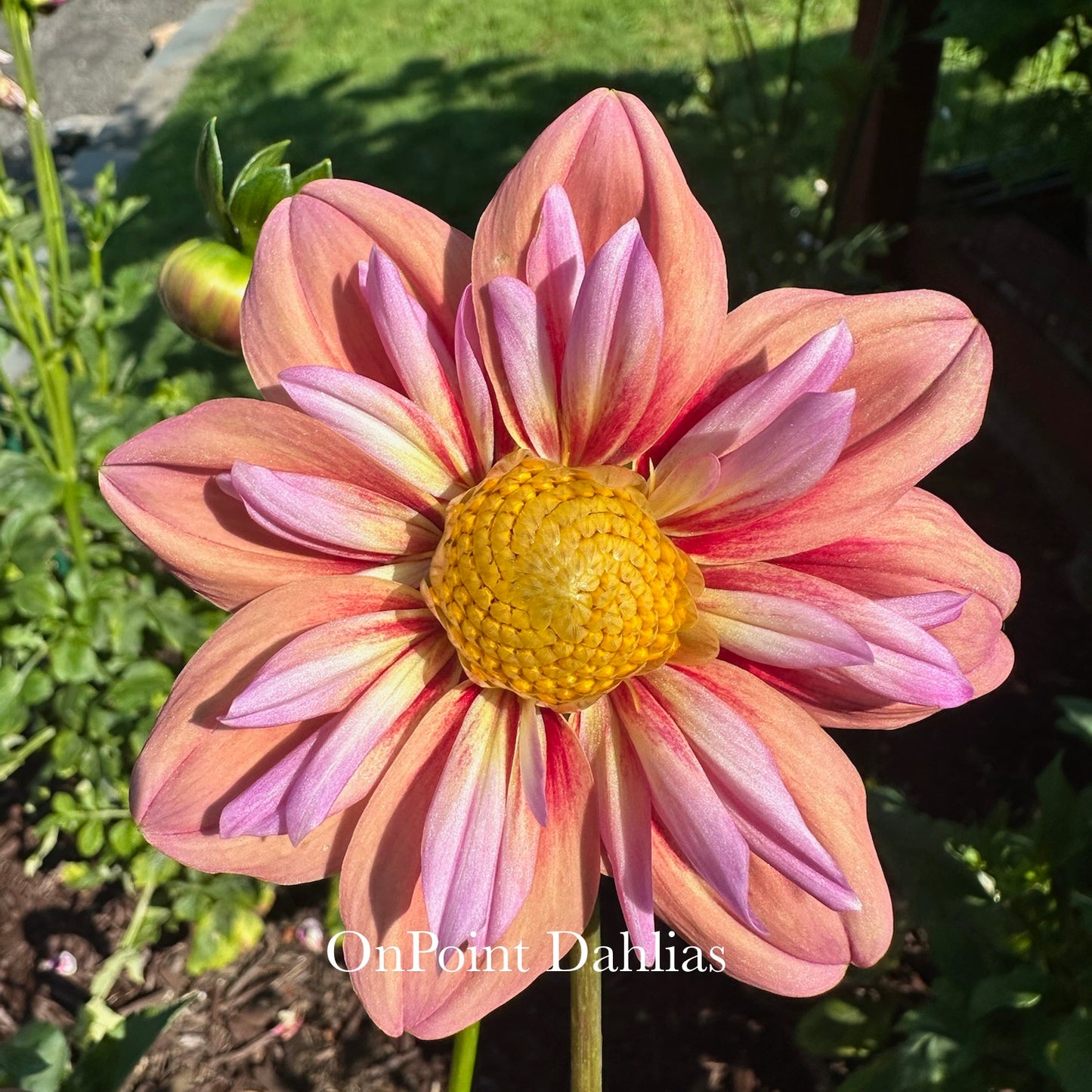 Orange Hype (Limit 1)