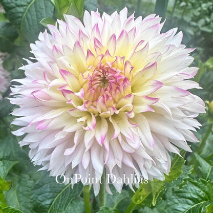 Hollyhill Pinkie
