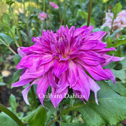 Penhill Dark Monarch