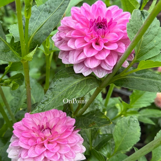 Ferncliff Purity