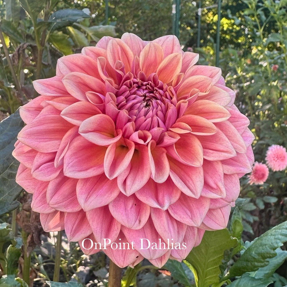 RM Summer Haze (Limit 1)