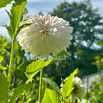 OnPoint Marshmallow Nose (Limit 1)