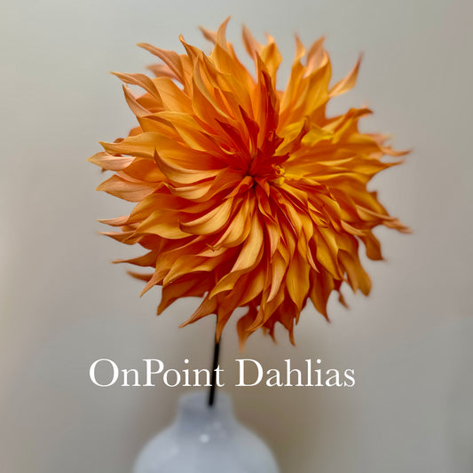 Bloomquist Snickerdoodle (Limit 1)