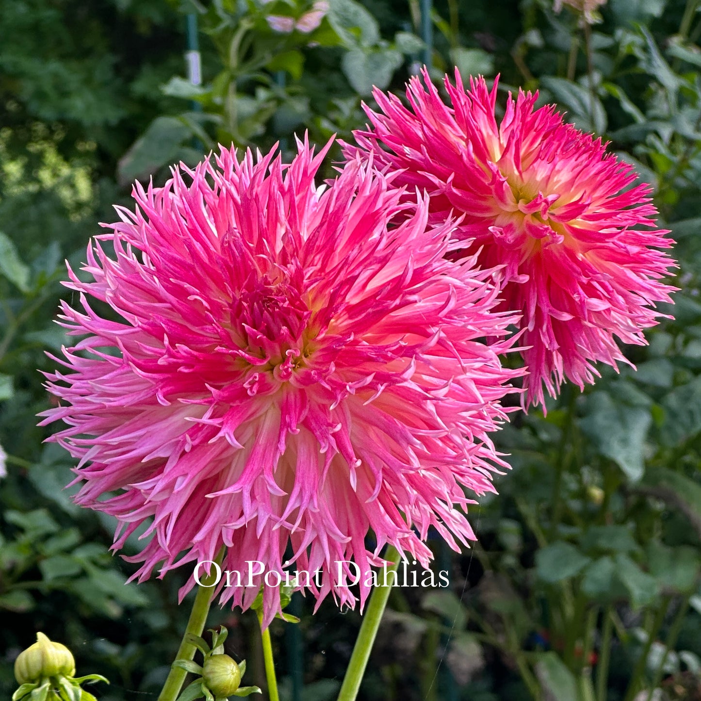 Vista Char (Limit 1)