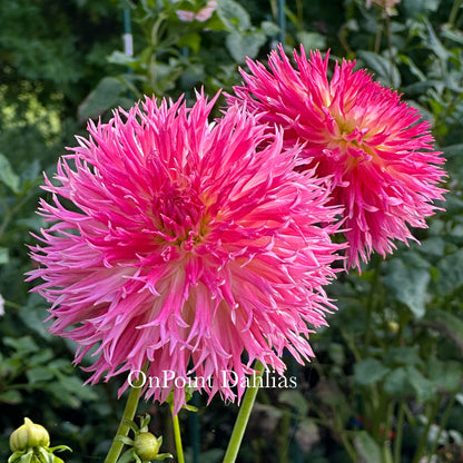 Vista Char (Limit 1)