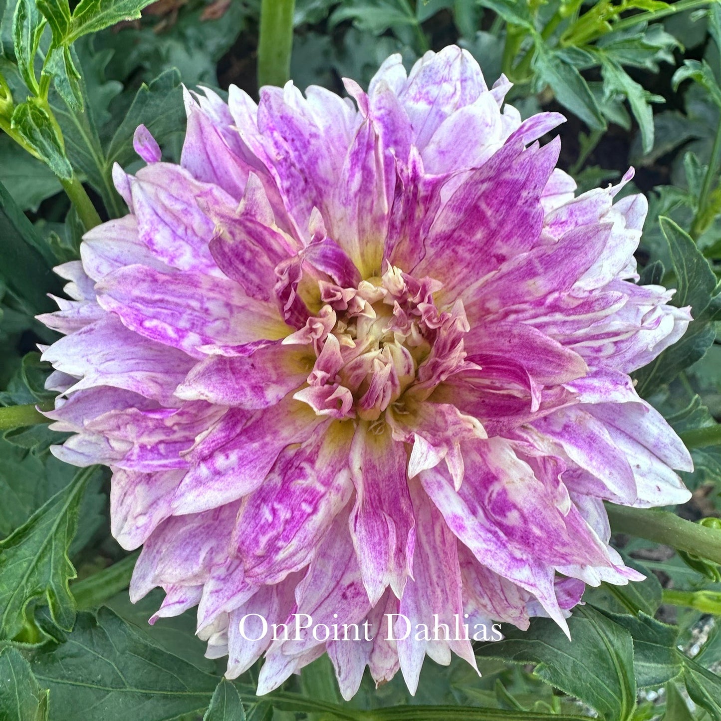 River's Here Kitty Kitty (Limit 1)