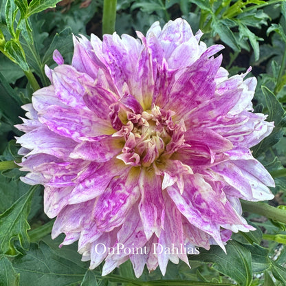 River's Here Kitty Kitty (Limit 1)