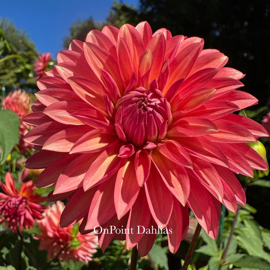 Sandia Ruthie