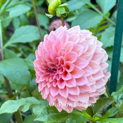 Levi's Blue Smoke (Limit 1)