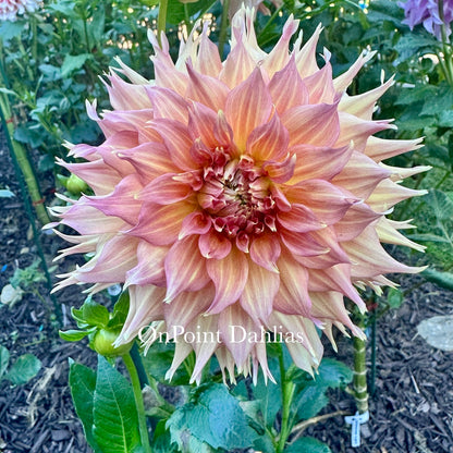 Summer Rain (Limit 1)