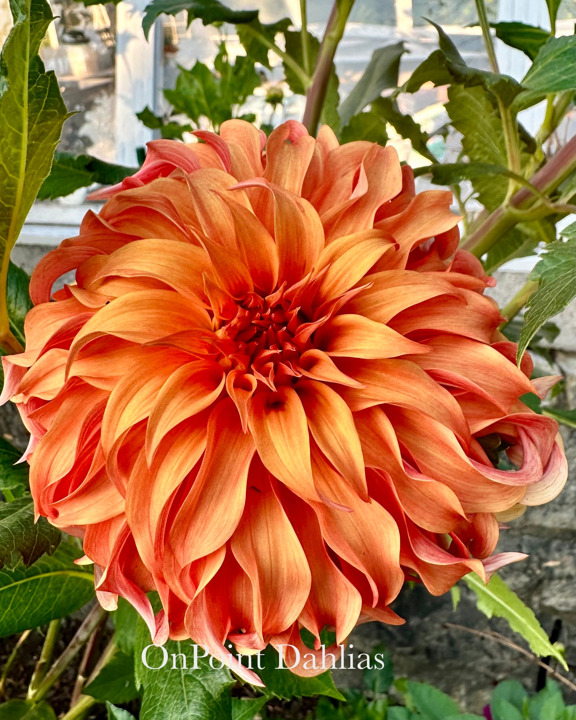 bloomquist jean dahlia seeds Bloomquist Jean – OnPoint Dahlias