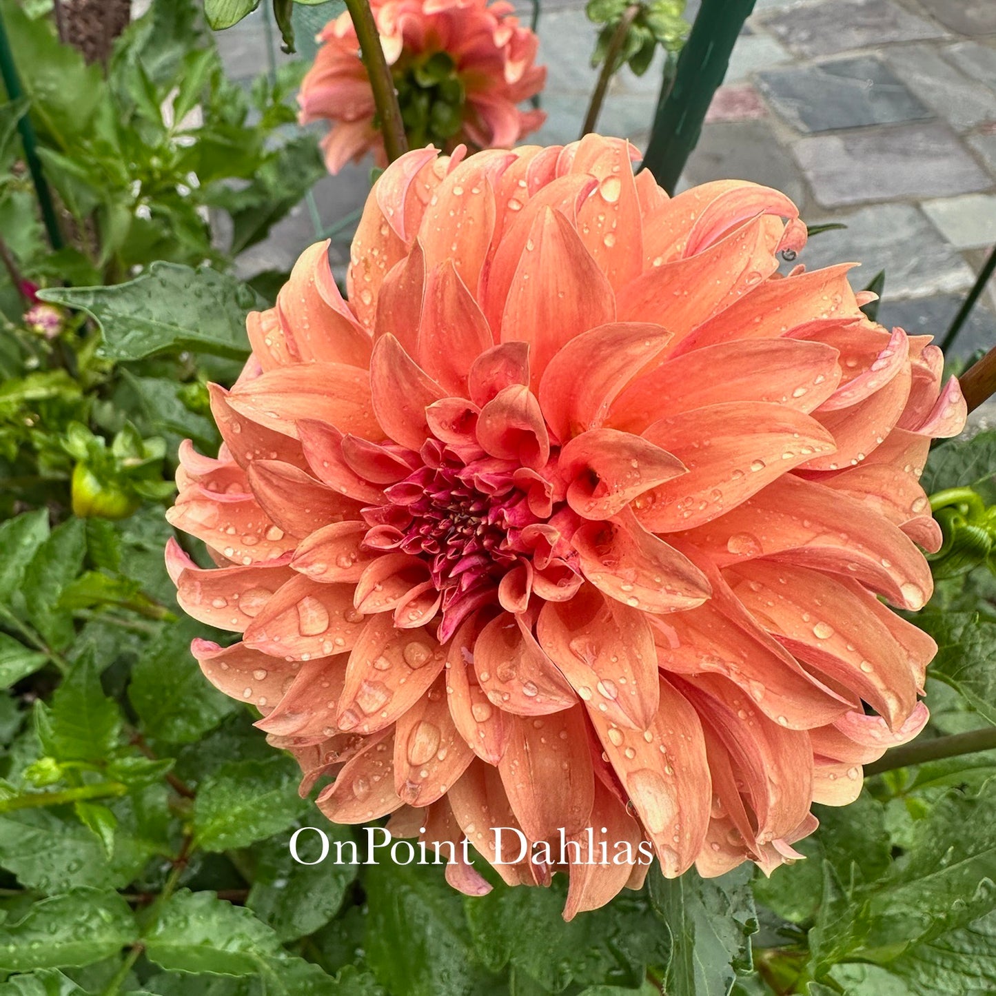 River's Can't Elope (Limit 1)