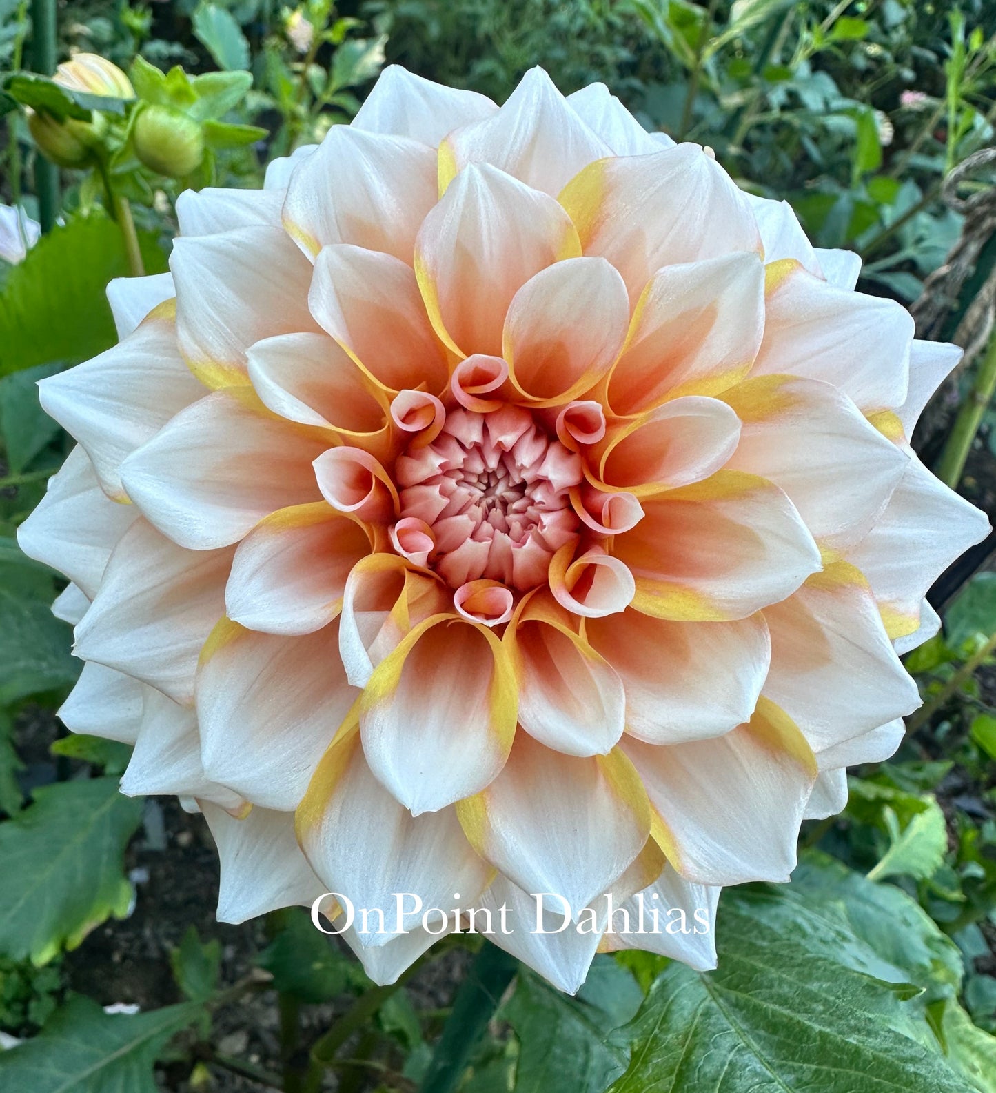 Hollyhill Orange Ice