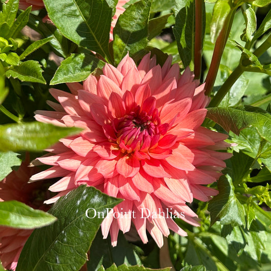 RM Electrical (Limit 1)