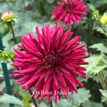 RNX Dark Star (Limit 1)