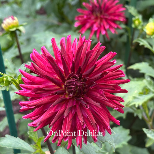 RNX Dark Star (Limit 1)