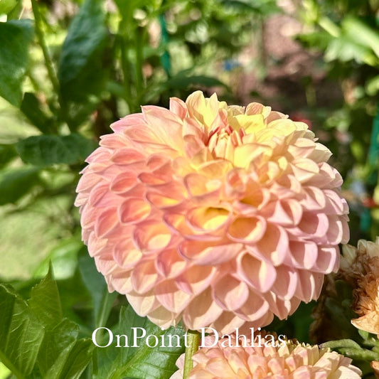 Clearview Peachy