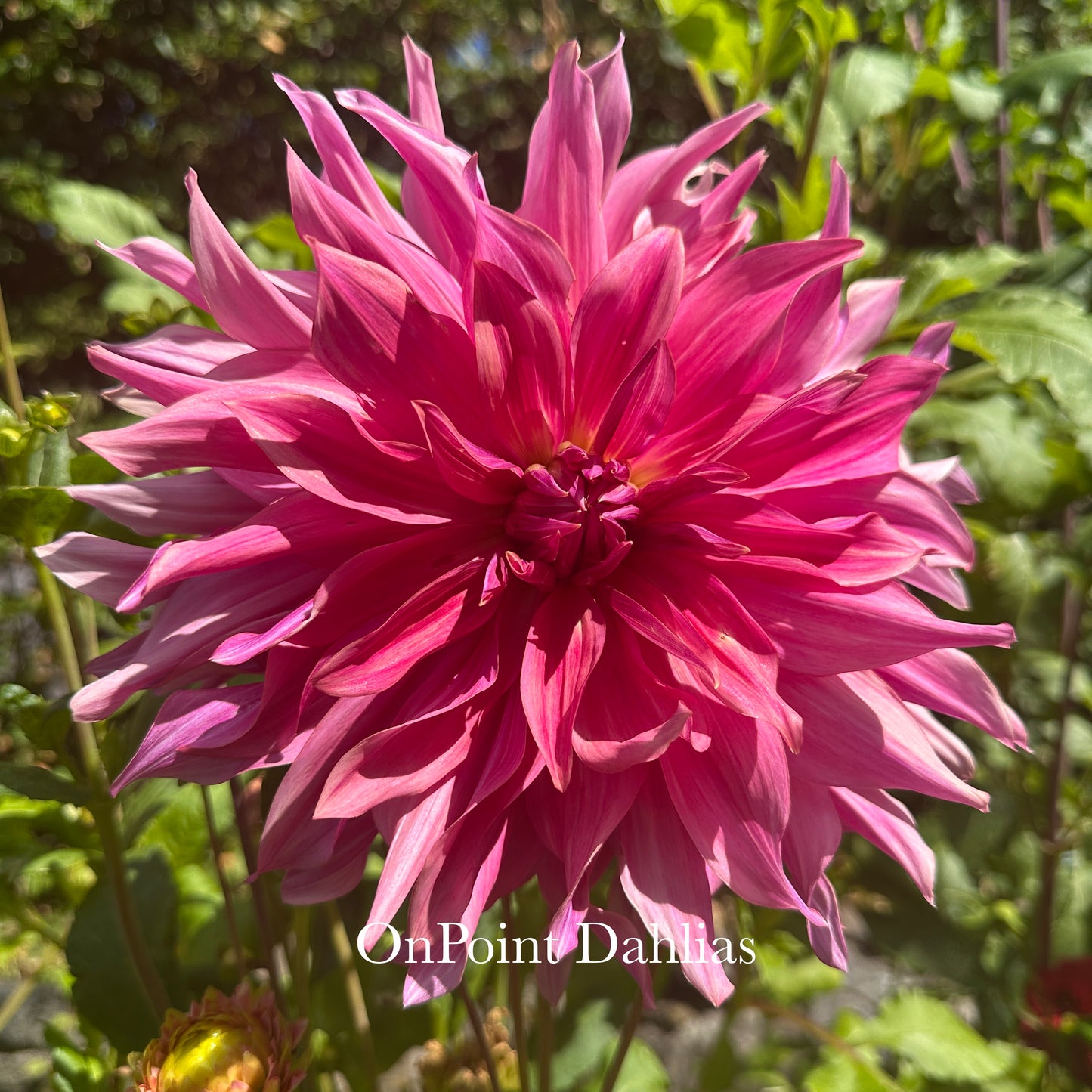 Penhill Dark Monarch