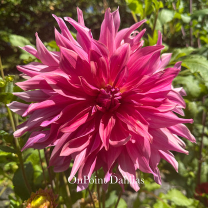 Penhill Dark Monarch