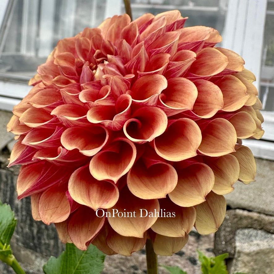 Burfoot Desert Rose