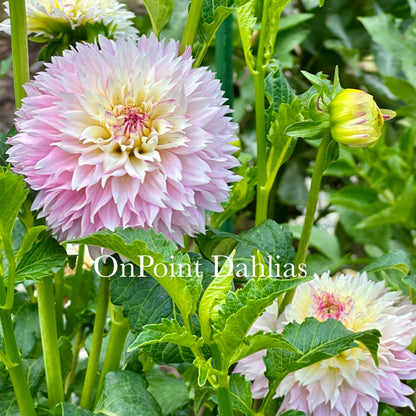 Hollyhill Pinkie