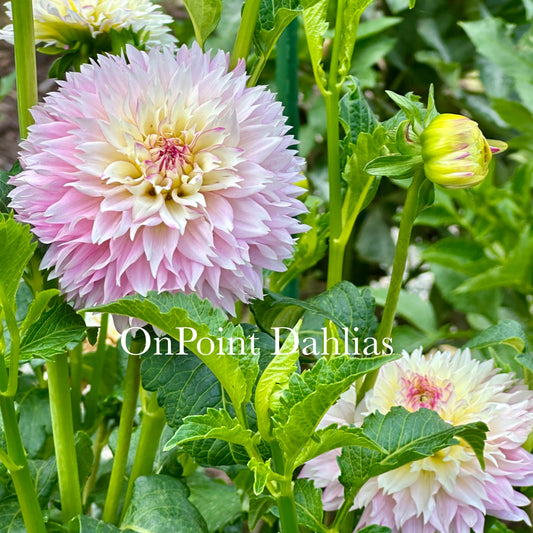 Hollyhill Pinkie