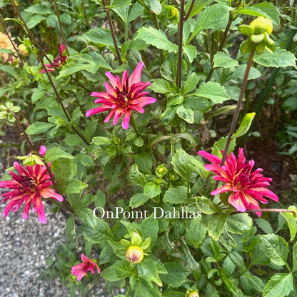 River's Novelty (Limit 1)