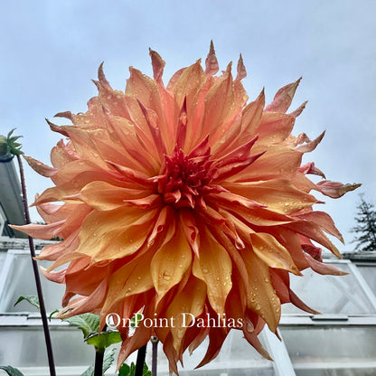 Bloomquist Snickerdoodle (Limit 1)