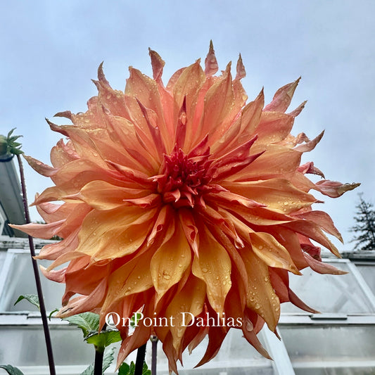 Bloomquist Snickerdoodle (Limit 1)