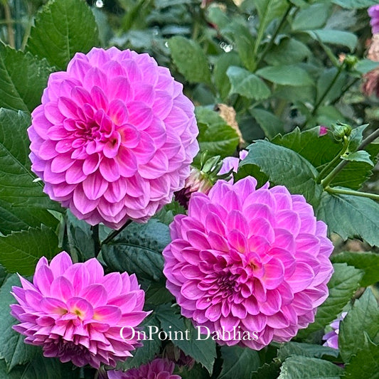 Lavender Ice