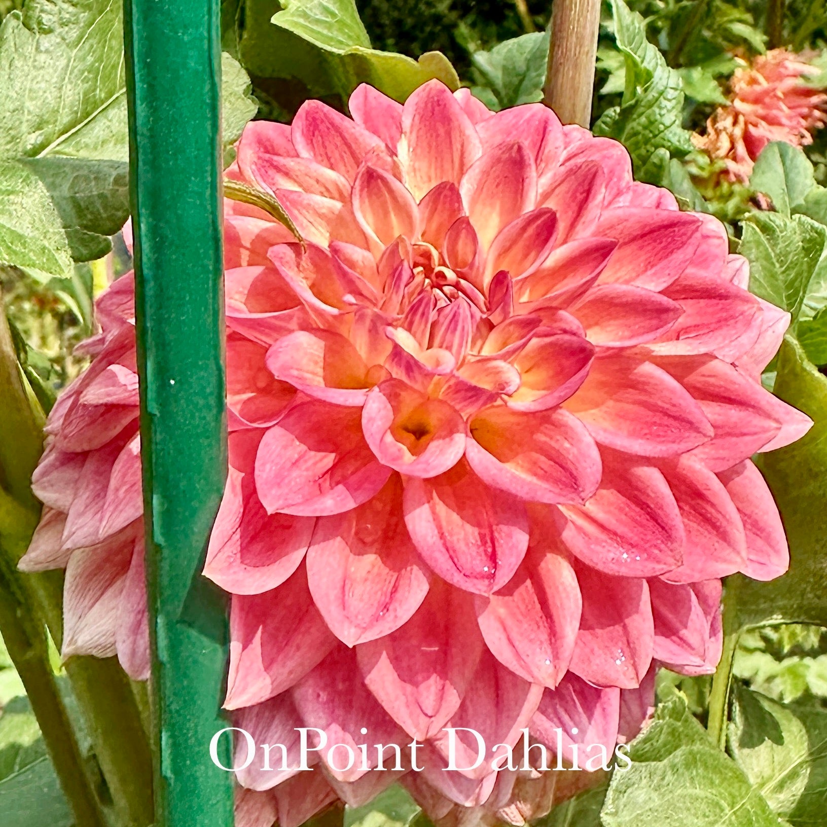 Bloomquist Alan – OnPoint Dahlias