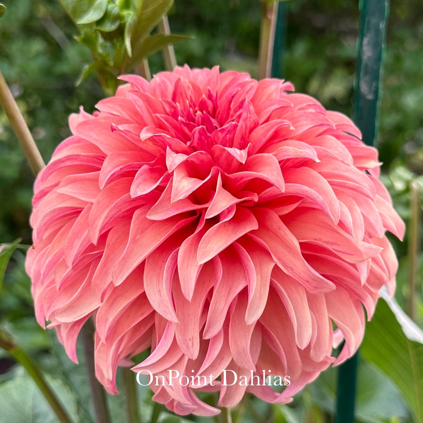 River's Can't Elope (Limit 1)