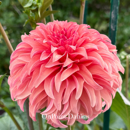 River's Can't Elope (Limit 1)