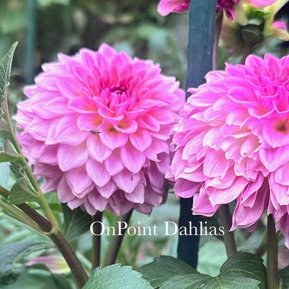 Levi's Blue Smoke (Limit 1)