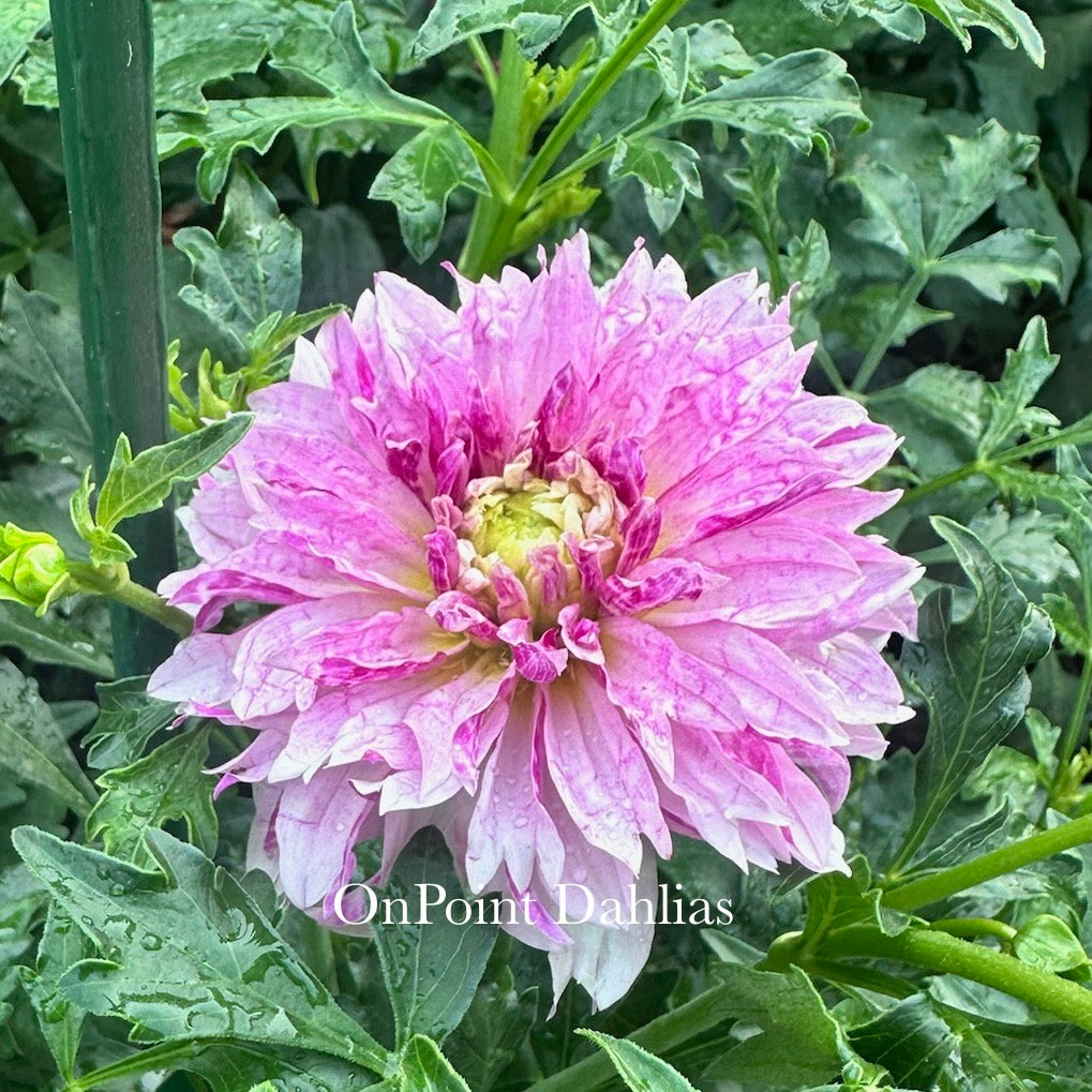 River's Here Kitty Kitty (Limit 1)