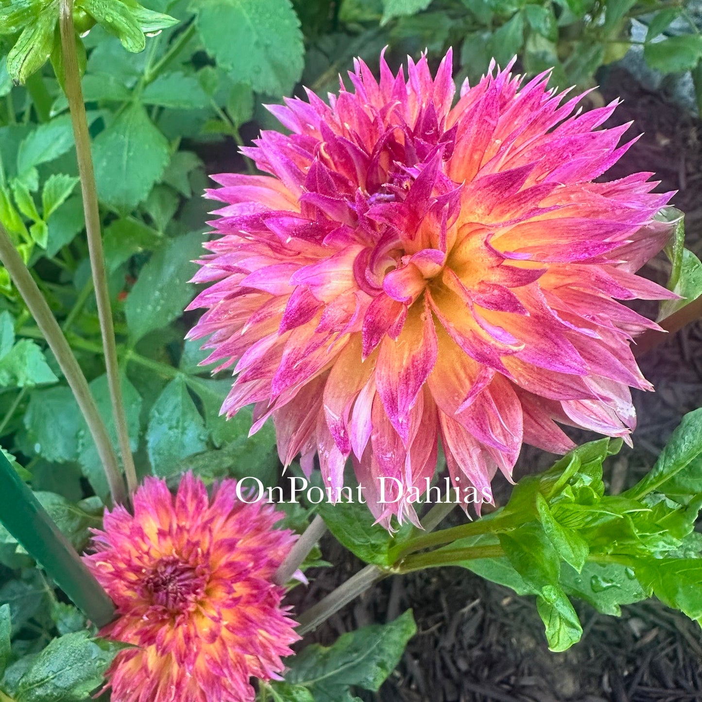 River's Bombaros (Limit 1)